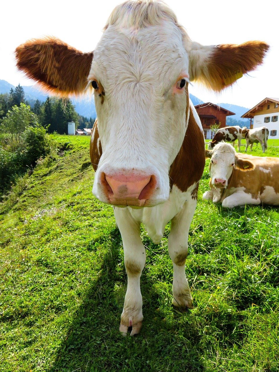 About animal, cow, cattle, farm yard, agriculture, pasture, grass, nature, farm animal, beef, meadow, ruminant, milk cow, alm