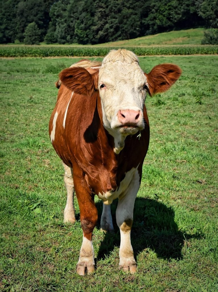 Crafting Captivating Headlines: Your awesome post title goes here cow, beef, agriculture, cattle, animal, pasture, farm yard, nature, cows, landscape, rural, meadow, grass, farm animal, mammal, graze, livestock, milk cow, brown, cow, cow, cow, cow, cow