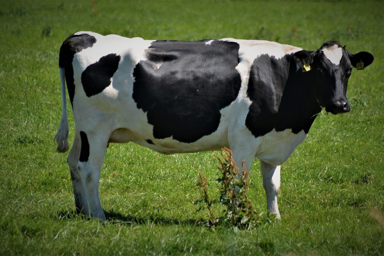 About cow, black-and-white, animal, agriculture, farm yard, bovine, pasture, nature, meadow, farm animal, cattle, rural, milk cow, spotted, domesticated, milk, grass, close up, landscape, ruminant, cow, cow, cow, milk cow, milk cow, milk cow, milk cow, milk cow
